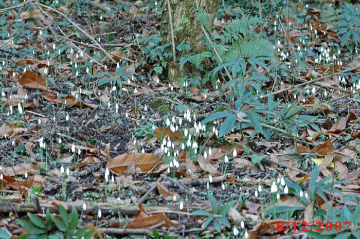 Natura impazzita?